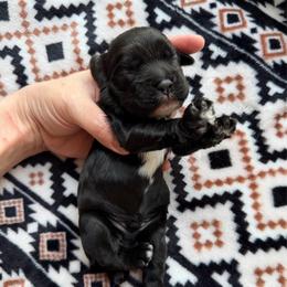 Peter - Black male Cocker Spaniel puppy in Delphi, Indiana from Benchmark Cockers