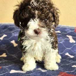 McLaren - Parti male Poodle puppy in Covington, Virginia from A  Gift from above kennel,  LLC