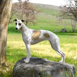 English Cocker Spaniel and Whippet All Grown Up from Sno-Kist English Cockers & Whippets
