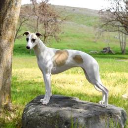 English Cocker Spaniel and Whippet All Grown Up from Sno-Kist English Cockers & Whippets