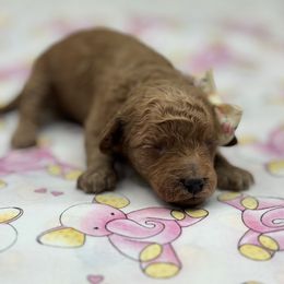 Iris - Red  female Goldendoodle puppy in Loveland, Colorado from Littledoodles2love