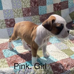Boxer Puppies from David's Boxers