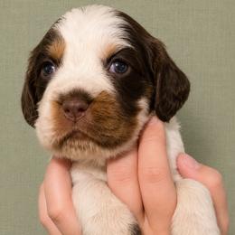 Cinderella - Liver white and tan female English Springer Spaniel puppy in Fort White, Florida from Thunderbird Springers