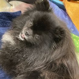 Prada - Pomeranian