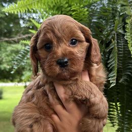 Cavapoos from Babineau’s puppy Crew Poodles and Doodles