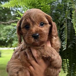 Cavapoos from Babineau’s puppy Crew Poodles and Doodles