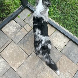 Miniature Australian Shepherd Puppies from Integrity Aussies Tx