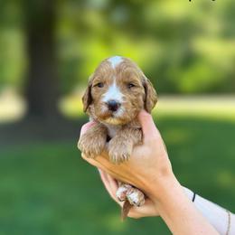 Purple girl - Apricot female Goldendoodle puppy in Valdese, North Carolina from Doodling All Day Goldendoodles