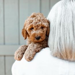 Ivory - Red  female Goldendoodle puppy in Shingle Springs, California from Kindred Oak Goldendoodles