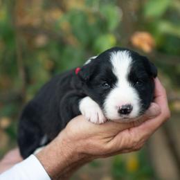 Gypsy - Black and white female Border Collie puppy in Conway, Missouri from 2J 2K Border Collies | Maremma Sheepdogs