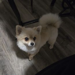 Nina - Pomeranian
