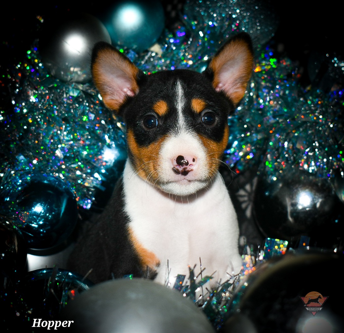 Hopper - Tri-color male Basenji puppy in San Diego, California from Triforce Basenjis