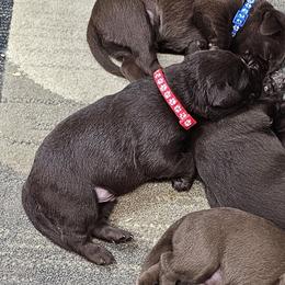 Red Collar - Chocolate male Labrador Retriever puppy in Boyd, Minnesota from Lindley Labradors