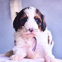 Purple - Sable female Bernedoodle puppy in Macomb, Oklahoma from Fife and Wife Ranch LLC