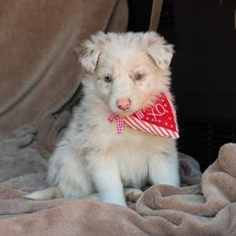 Thando - AKC Reg - Lilac merle male Border Collie puppy in Courtland, Alabama from C Bar C Ranch Border Collies
