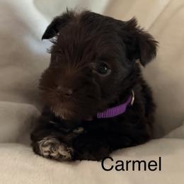 Carmel - Liver female Miniature Schnauzer puppy in Bennington, Oklahoma from Always Blessed Miniature Schnauzers