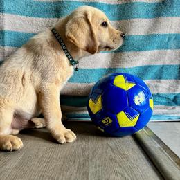 Everest - Yellow male Labrador Retriever puppy in Marietta, South Carolina from Trust in the Lord Labradors