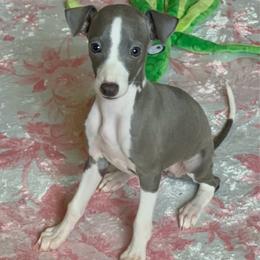 Zimi - White and blue female Italian Greyhound puppy in Lakeland, Florida from Elite Doxies Florida