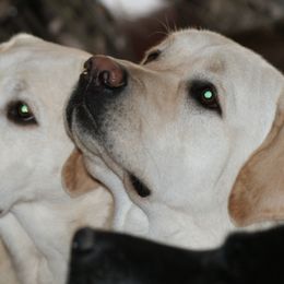 Labrador Retriever All Grown Up from Timber's Labradors