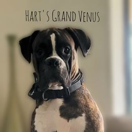 Venus - Boxer