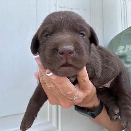 Light blue - Chocolate female Labrador Retriever puppy in Newton Grove, North Carolina from Wayalife Labradors & Gsp’s