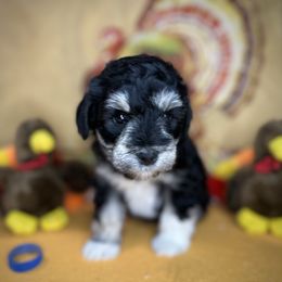 Cooper - Black and silver male Miniature Schnauzer puppy in Placerville, California from Rpuppies