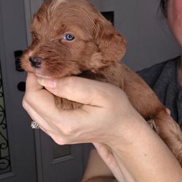 Bonnie - Red  female Goldendoodle puppy in Palestine, Texas from KK's Doodle Bunch