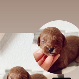 Burbon - Red male Cavapoo puppy in Mesa, Arizona from Pedersendoodles