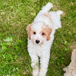 Boy 3 'Cooper' - Parti male Goldendoodle puppy in Kearneysville, West Virginia from Daydreamer