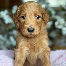 Pandora - Apricot female Goldendoodle puppy in Yuciapa, California from AlltheDoodlez_