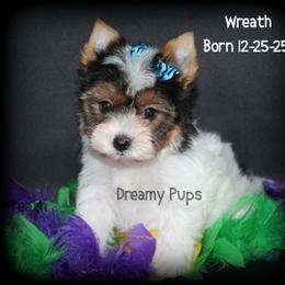 AKC Wreath 2950 - Black tan and white male Biewer Terrier puppy in Kennesaw, Georgia from Dreamy Pups
