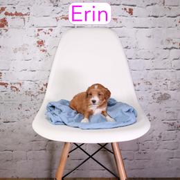 Erin - Red  female Goldendoodle puppy in Calhoun, Georgia from Happy Top Doodles