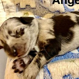 Angel - Blue merle female Australian Shepherd puppy in Az, Yuma, Arizona from The Southern Dog
