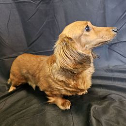 Trixie - Dachshund