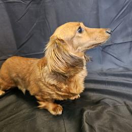 Trixie - Dachshund