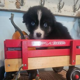 Whiskey - Black tri male Miniature American Shepherd puppy in New Providence, Pennsylvania from Tons of Kisses