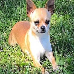 Chihuahuas from Diana's Chihuahuas