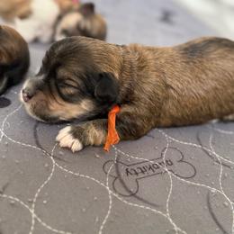 Orange collar - Red sable female Havanese puppy in Silverton, Oregon from PNW Havanese