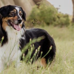 Nya - Australian Shepherd