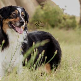 Nya - Australian Shepherd