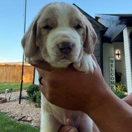Mario- Red Collar - Red and white male Basset Hound puppy in Park City, Kansas from Stegmans Basset Hounds