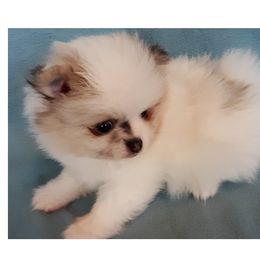 Pomeranian Puppies from Jaime's Pomeranians