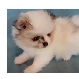 Pomeranian Puppies from Jaime's Pomeranians