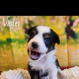 Violet - Black tri female Miniature Australian Shepherd puppy in Macomb, Missouri from Faunus Farms and Aussies