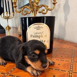 Hazel - Black and tan female Dachshund puppy in Salem, Oregon from Longdox Mini Dachshunds