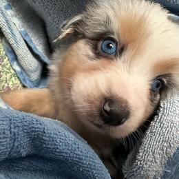 Jasmine - Blue merle female Australian Shepherd puppy in Albertville, Alabama from Salt Creek Aussies