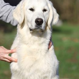 Anya - Golden Retriever