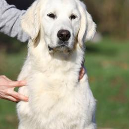 Anya - Golden Retriever