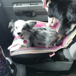 Toy Australian Shepherd All Grown Up from The Ranch of the Sun Toy Aussies