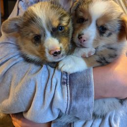 Pembroke Welsh Corgi Puppies from G Avenue Corgis